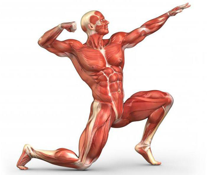 Мышцы человека: схема расположения