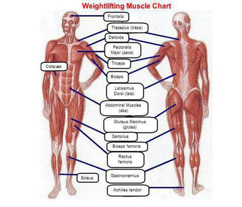 Muscles: types of muscles, functions, purpose