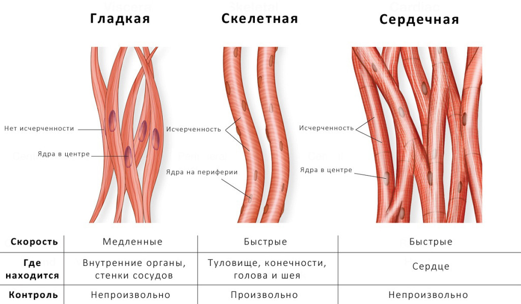 Typer och struktur av mänskliga muskler