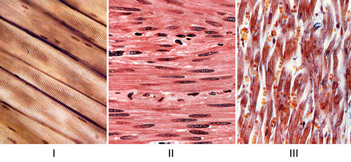 The structure of human muscles
